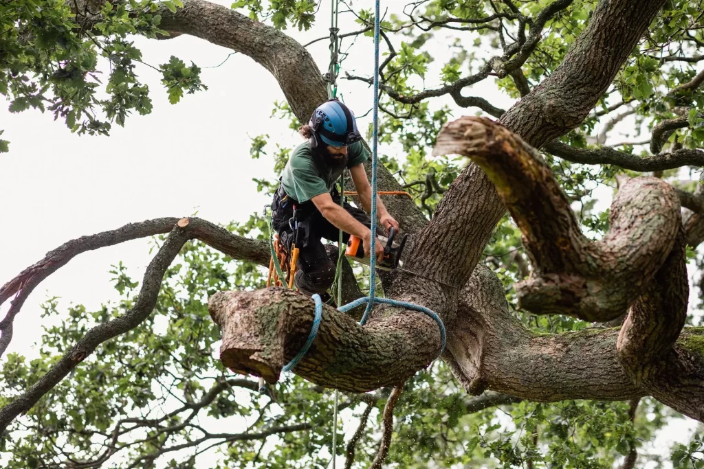 A person wearing a blue helmet, green shirt, and safety harness is using a chainsaw to cut a large tree branch. The individual is suspended by ropes among thick, leafy tree branches. The scene shows active tree trimming or removal work.
