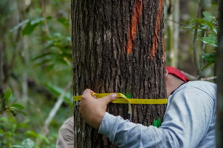 arborist tree health assessment north east florida