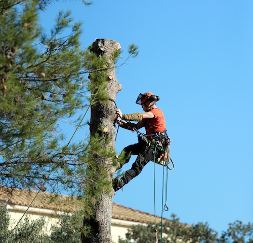 clay county florida tree services