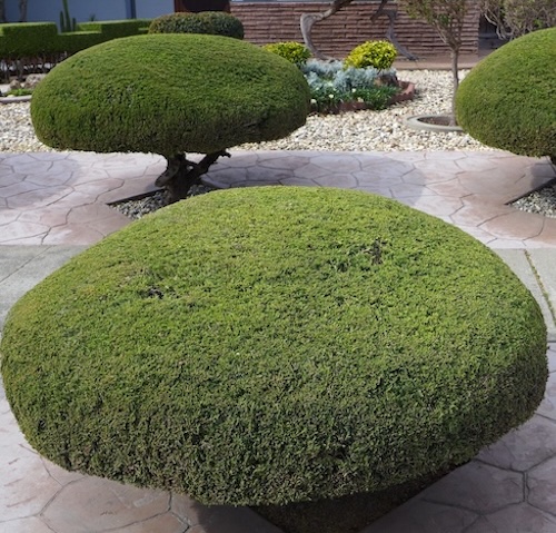 duval country florida tree services