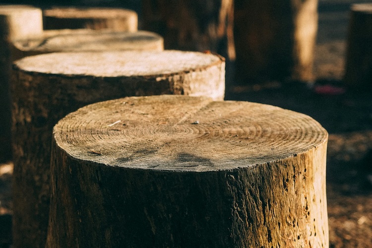 tree stump grinding services north east florida