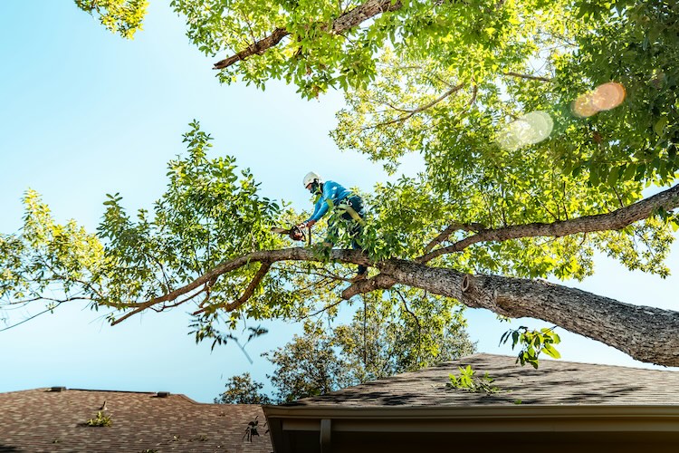 Tree Service in Ponte Vedra Beach florida