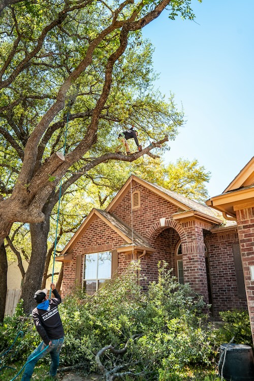 Tree pruning company in Ponte Vedra Beach
