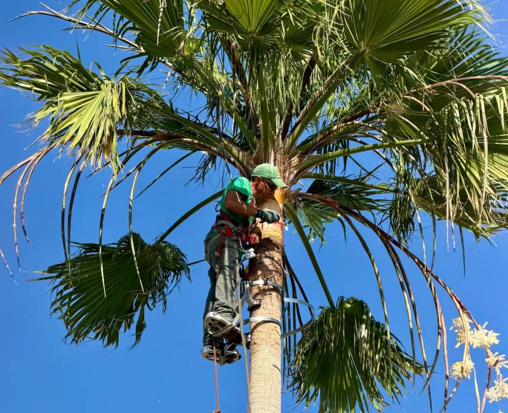 plam tree trimming st augustine company