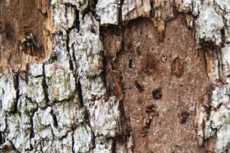 tree health and risk assessment