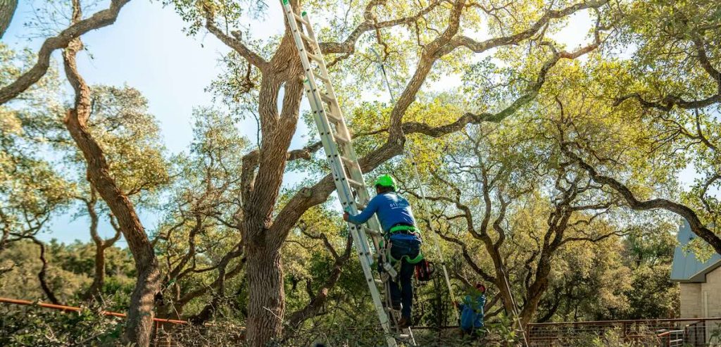 A person wearing a green helmet and safety harness is climbing an extended ladder leaning against a tree in a wooded area. Another person, also wearing a helmet, is standing on the ground nearby. The trees have green leaves and the scene is brightly lit by sunlight.